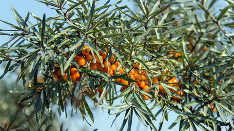 Kouzelné bylinky - Sibiřský citronovník