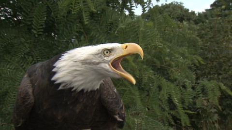 Chcete mě? - 26. ledna 2020