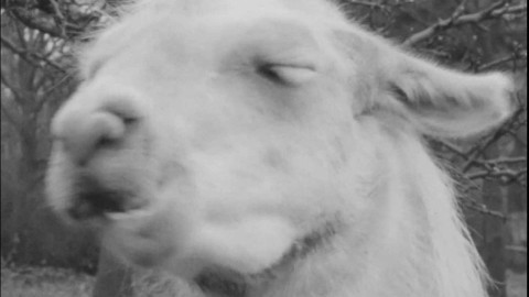 Archiv dne - 19. březen 1975: Cirkus Praga odjíždí do Halle