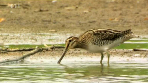 Živé srdce Evropy - Bekasina otavní
