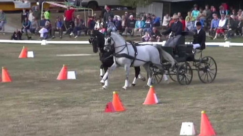 Jezdectví - M ČR spřežení 2015 Bolehošť