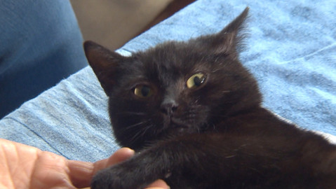 Chcete mě? - Chcete je?