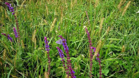 Kapka vody - Medonosné pásy