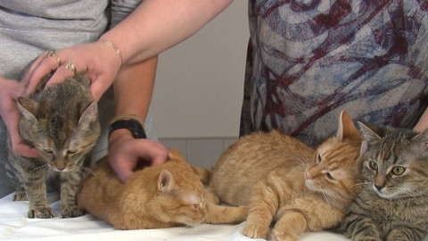 Chcete mě? - Chcete je?