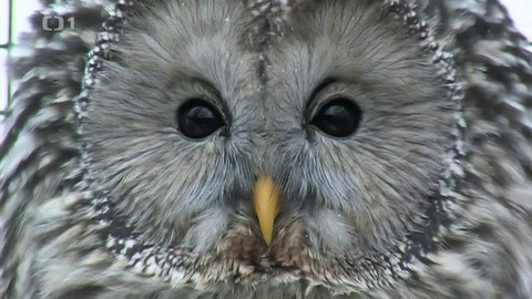 Živé srdce Evropy - Puštík bělavý