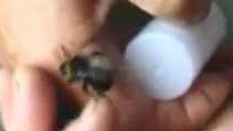 Přidej se - Čmeláci