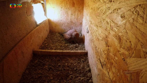 Frnk z hnízda - Epizoda 4/13