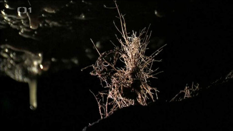 Živé srdce Evropy - Kořenové stalagmity