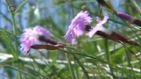 Živé srdce Evropy - Hvozdík Lumnitzerův