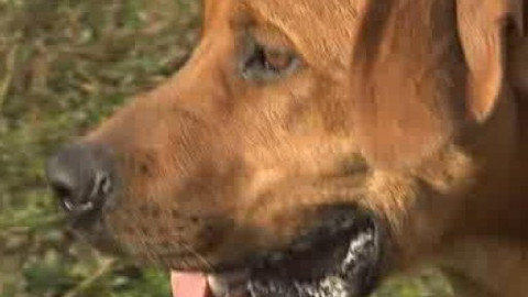 Chcete mě? - Chcete je?