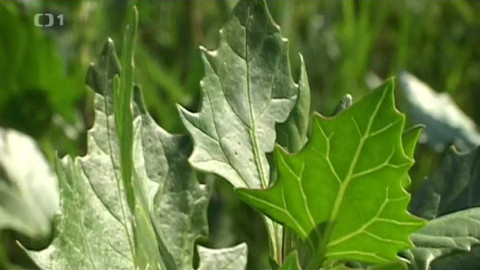 Živé srdce Evropy - Merlík slanomilný