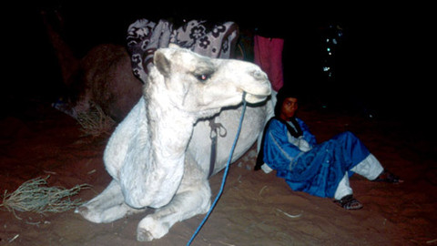 Můj mazlíček - 15/26 Mohammed a jeho velbloud