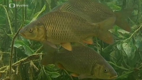 Obyvatelé českých vod - 4/6 Nedravé ryby