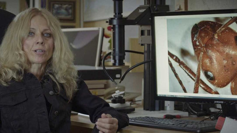 Nedej se! - Hmyz na vymření