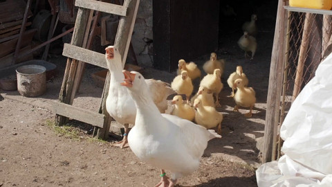 Co naše babičky uměly a na co my jsme zapomněli - Husa