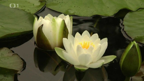 Toulavá kamera - 15. července 2018