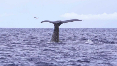 Evropa dnes - Portugalsko v nejlepším světle