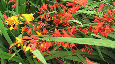 Zahrada pod lupou - 27. září 2012