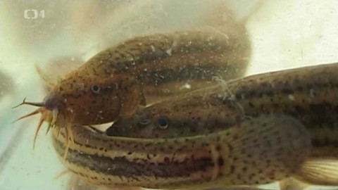 Živé srdce Evropy - Piskoř pruhovaný