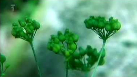 Živé srdce Evropy - Timoj trojlaločný