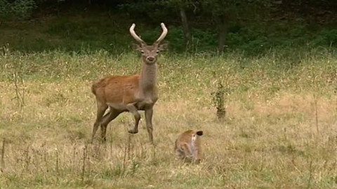Madla a Ťap - 9/13 Jak viděli slatě