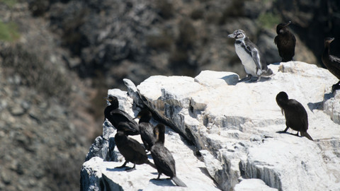 Humboldtův proud - 2/3 Životodárná síla