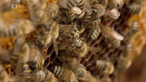 Co naše babičky uměly a na co my jsme zapomněli - Medovina z Moravy