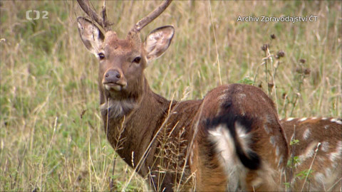 Nedej se! - Lesy, zvěř a myslivost