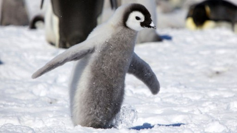 Tučňáci – život z blízka - 2/3 První krůčky