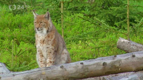 Regiony ČT24 - 19. listopadu 2022