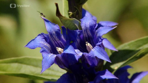 Minuty z přírody - Hořec tolitovitý