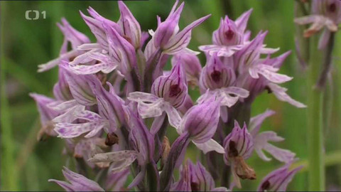 Živé srdce Evropy - Vstavač trojzubý