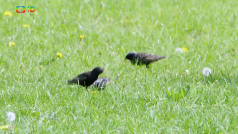 Frnk z hnízda - Epizoda 7/13