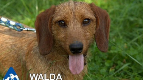 Chcete mě? - Chcete je?