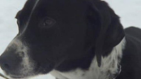 Chcete mě? - Chcete je?