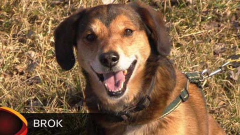 Chcete mě? - Chcete je?