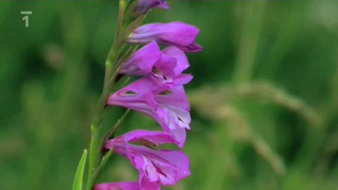 Živé srdce Evropy - Mečík střecholistý