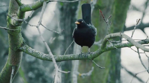 Nedej se! - Proč umírají ptáci?