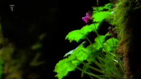 Živé srdce Evropy - Kruhatka Matthiolova