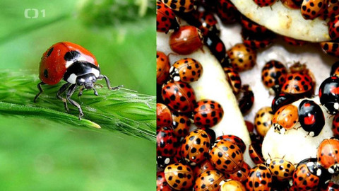 Týden v regionech (Ostrava) - 19. října 2019