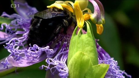 Objektiv - 28. června 2020