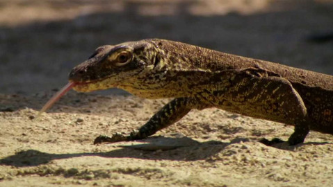 Dobrodružství vědy a techniky - Varani komodští - poslední žijící draci