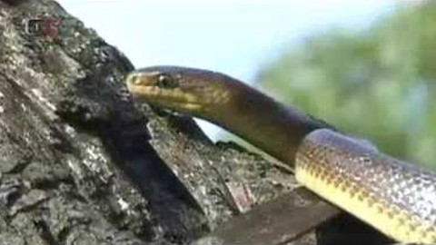 Živé srdce Evropy - Užovka stromová