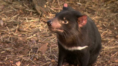 Dobrodružství vědy a techniky - Tasmánští čerti v ohrožení