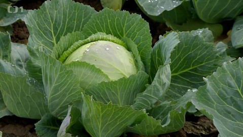 Polopatě - 8. listopadu 2015