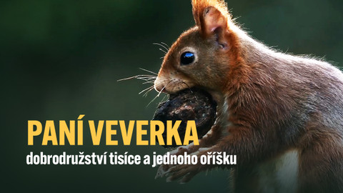 Paní veverka - dobrodružství tisíce a jednoho oříšku