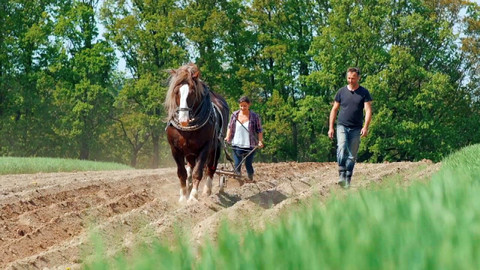 Co naše babičky uměly a na co my jsme zapomněli - Koně