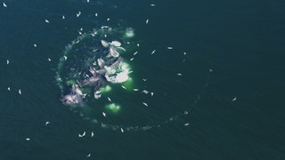 Dokonalí mořští predátoři