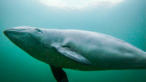 V divočině, tam to žije - Epizoda 10/40