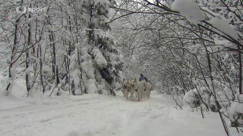 Sport v regionech - Závody psích spřežení, Janovičky u Broumova